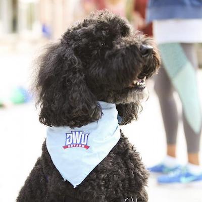 Doodle wearing bandana